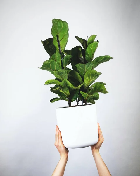 Primer Plano Vertical Una Persona Sosteniendo Ficus Lyrata Planta Las —  Fotos de Stock