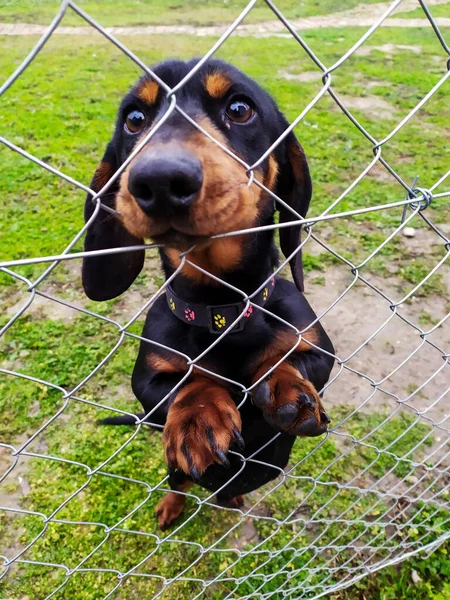 A cute and adorable dachshund on the other side of the chain-link fence in the park