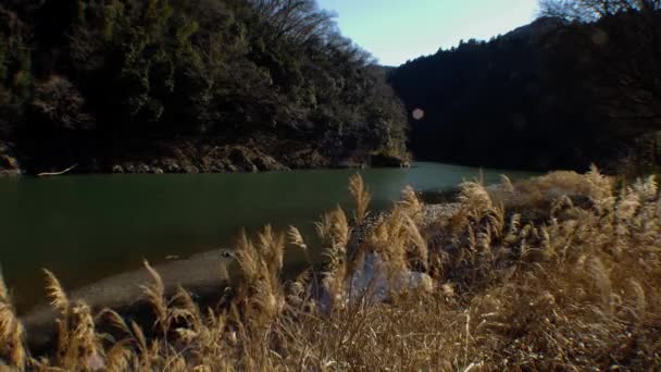 Hermosa Vista Las Hierbas Orilla Del Lago — Vídeos de Stock