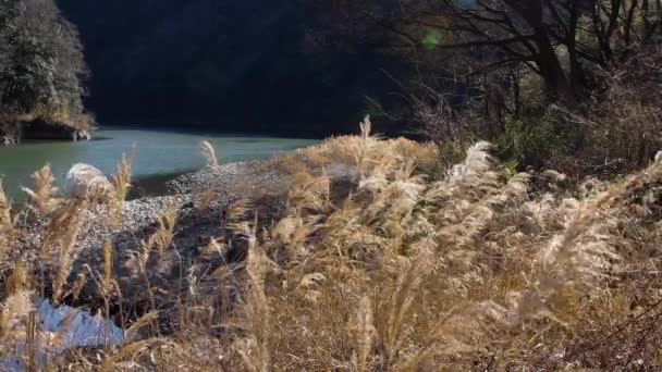 湖畔の草の美しい景色 — ストック動画