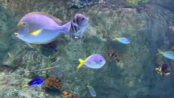 Foto Subacquea Pesce Nell Acquario — Video Stock