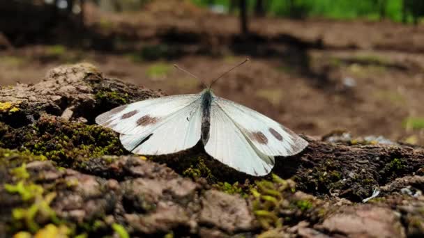 Papillon Sur Une Fleur — Video