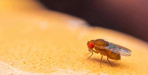 Macro Shot Uma Mosca Fruta Drosophila — Fotografia de Stock