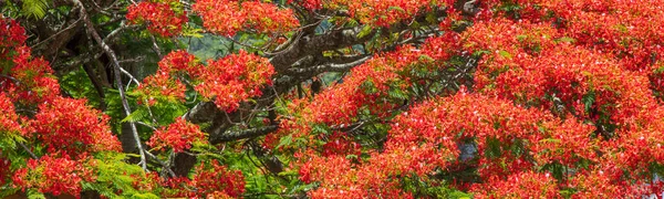 Panoramic Shot Flamboyant Tree — Stock Photo, Image
