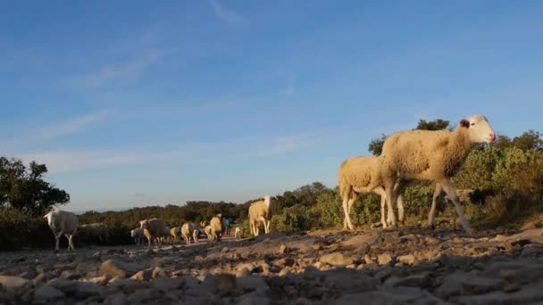 Rebaño Ovejas Caminando Por Los Campos — Vídeo de stock