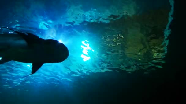 Die Unterwassertiere Und Fische Die Nahe Der Meeresoberfläche Schwimmen — Stockvideo