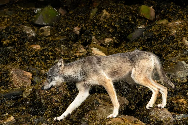 Lupo Grigio Costiero Della Columbia Britannica Khutzeymateen Grizzly Bear Sanctuary — Foto Stock