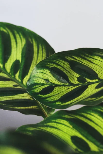 Vertical Closeup Calathea Makoyana Leaves White Background — Stock Photo, Image