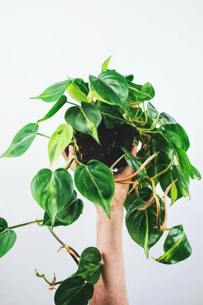 Primer Plano Vertical Una Persona Sosteniendo Una Planta Philodendron Scandens —  Fotos de Stock