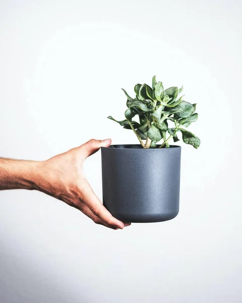 Primer Plano Vertical Una Persona Sosteniendo Una Planta Una Caja —  Fotos de Stock