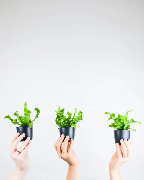 Primer Plano Vertical Personas Sosteniendo Pequeños Cactus Cajas Plantas Con —  Fotos de Stock