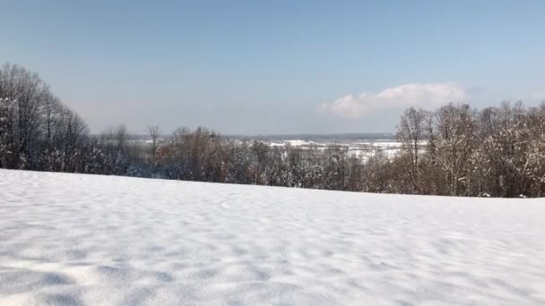 Paisaje Invernal Árboles Nieve — Vídeo de stock