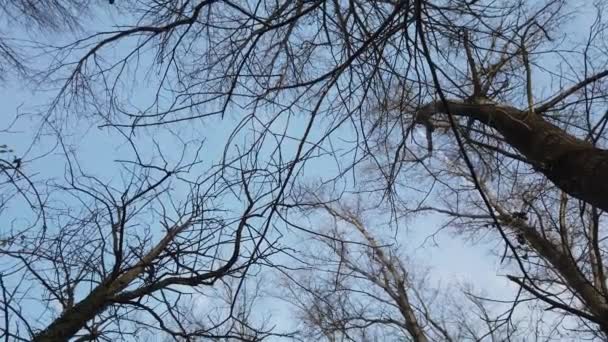 Branches Arbre Sur Fond — Video