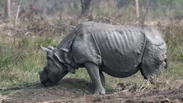 Nosorožec Národním Parku Kruger Jižní Afrika — Stock video