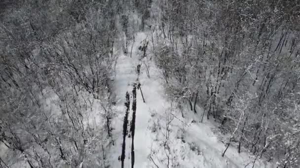 Zimowy Krajobraz Pokrytymi Śniegiem Drzewami — Wideo stockowe