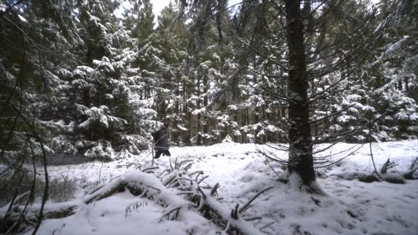 Hermoso Paisaje Bosque Con Muchos Abetos Cubiertos Nieve Frío Día — Vídeo de stock
