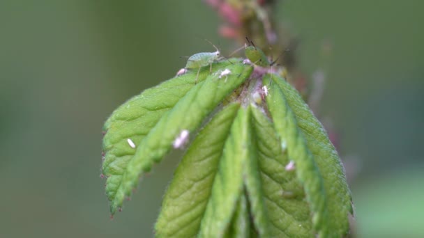 Primo Piano Una Pianta Verde — Video Stock