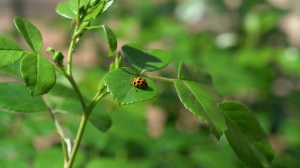 Coccinelle Sur Feuille Verte — Video