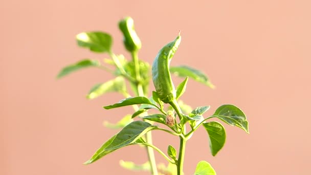 Planta Verde Jardim — Vídeo de Stock