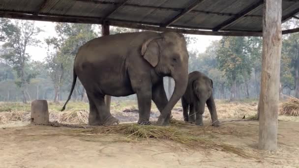 动物园里的大象 — 图库视频影像