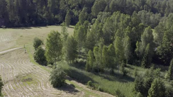 Красивый Пейзаж Зелеными Лесами Деревьями — стоковое видео
