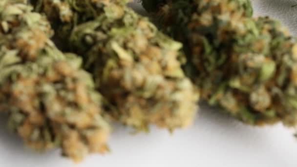 Maconha Botões Cannabis Erva Daninha — Vídeo de Stock