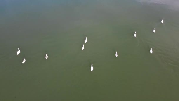 Luftaufnahme Einer Gänsegruppe Die Auf Einem Ruhigen Fluss Schwimmt — Stockvideo