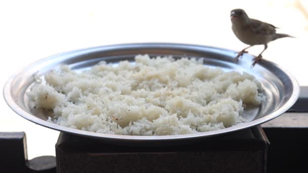 Küçük Bir Kuş Kaseden Pirinç Yiyor — Stok video