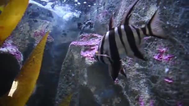 Corallo Pesci Acquario — Video Stock