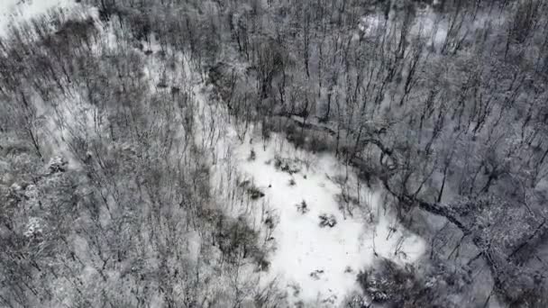 雪に覆われた木々の冬の風景 — ストック動画