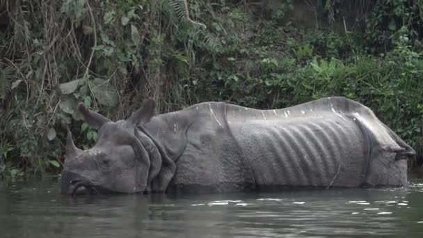 Hipopótamo Agua — Vídeos de Stock