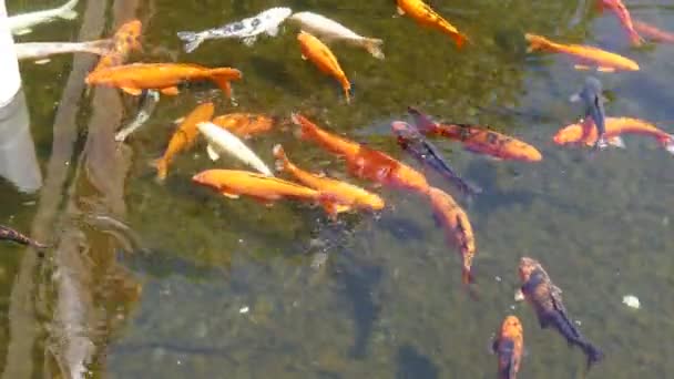 池の鯉 — ストック動画