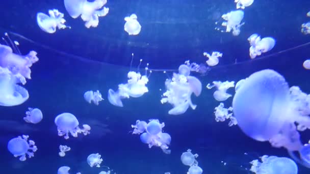 Prise Vue Sous Marine Méduses Aquarium — Video