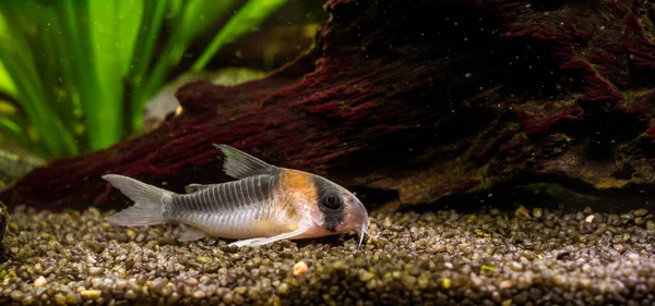 Closeup Beautiful Corydoras Fish Aquarium — Stock Photo, Image