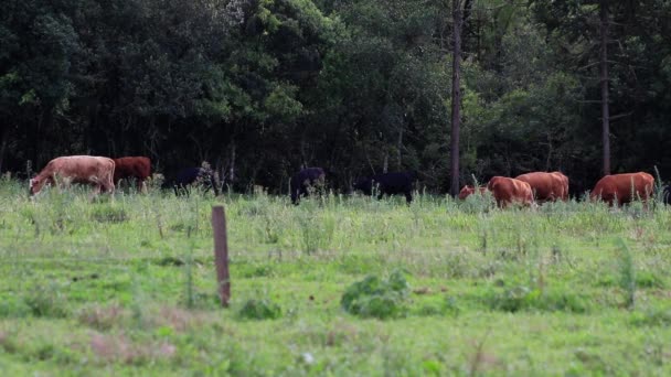 Troupeau Vaches Dans Les Champs — Video