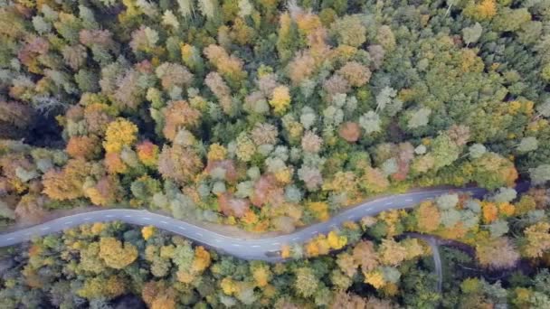 Aerial View Road Forest — Stock Video