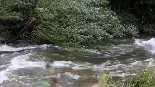 Río Montaña Primavera — Vídeos de Stock