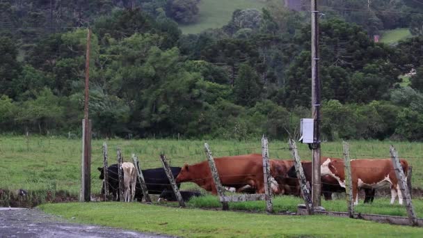 Manada Vacas Campo — Vídeo de Stock