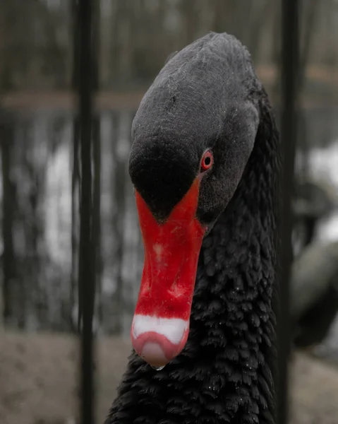 Вертикальный Снимок Черного Лебедя Красным Клювом Красным — стоковое фото