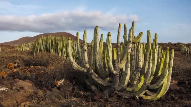 Cactus Woestijn — Stockvideo