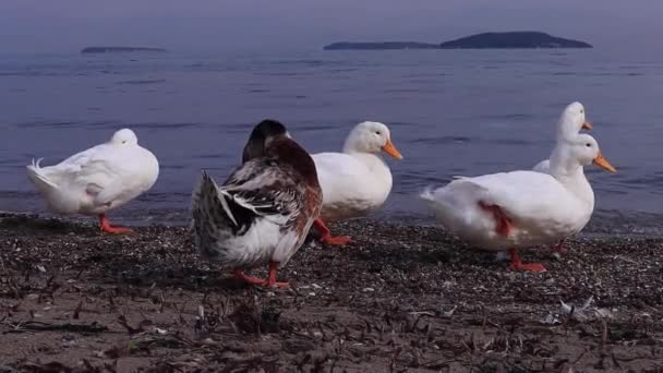 Groep Eenden Het Meer — Stockvideo