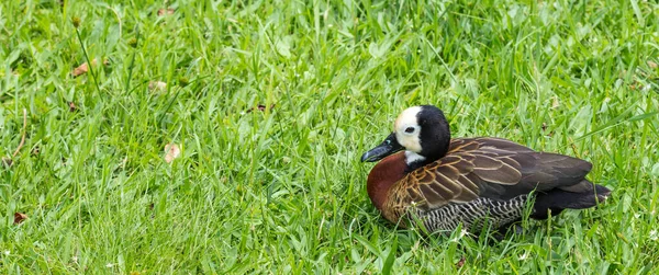 A cute white-faced whistling-duck sleeping on green grass