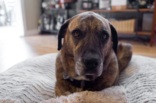 Büyük Kahverengi Bir Köpek Köpek Yatağında Oturuyor Elinde Oyuncakla Kameraya — Stok fotoğraf