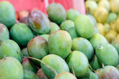 A closeup shot of a pile of ripe mangos at a market clipart