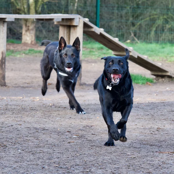 2 black dogs racing in a off-leash dog park.