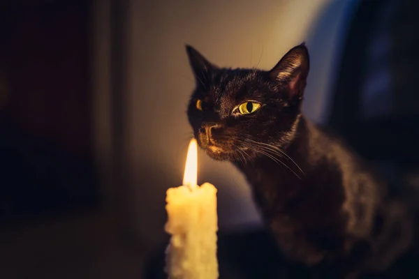Крупним Планом Милий Домашній Чорний Кіт Біля Палаючої Свічки Темній — стокове фото