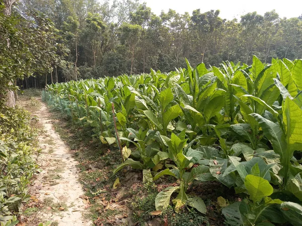 A closeup of tobacco plants in the field; tobacco plantation