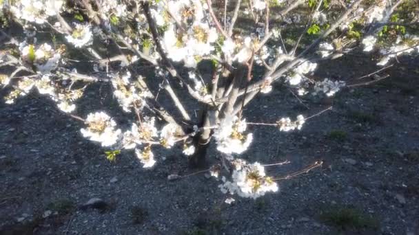一株高角度的树开花 — 图库视频影像
