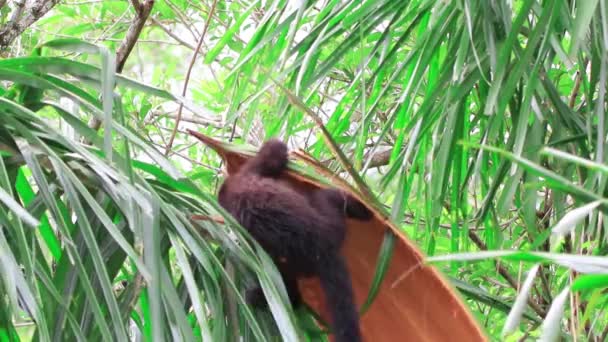 Ağaç Dalında Şirin Bir Kapuçin Maymunu — Stok video