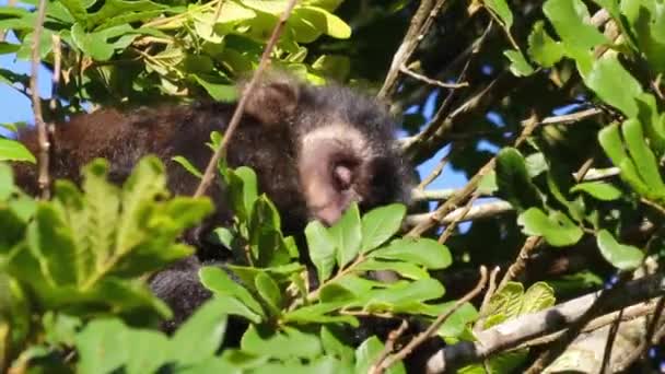 나뭇가지에 귀여운 친원숭이 — 비디오